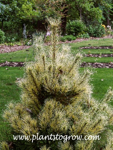 Japanese Ghost Pine (Pinus densiflora)